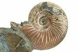 Iridescent Pyritized Ammonite (Quenstedticeras) Fossil Display #368853-1